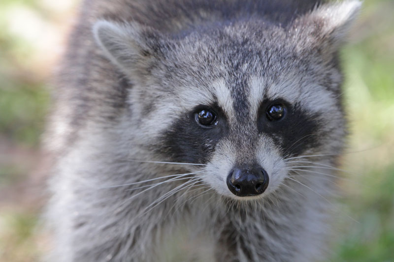 Raccoon