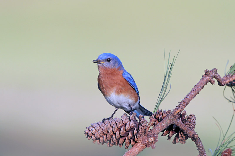 Eastern Bluebird