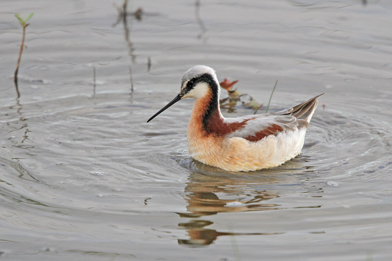 Wilson's Phalarope