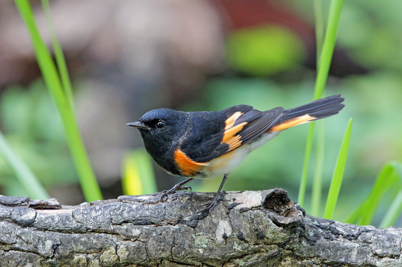 American Redstart