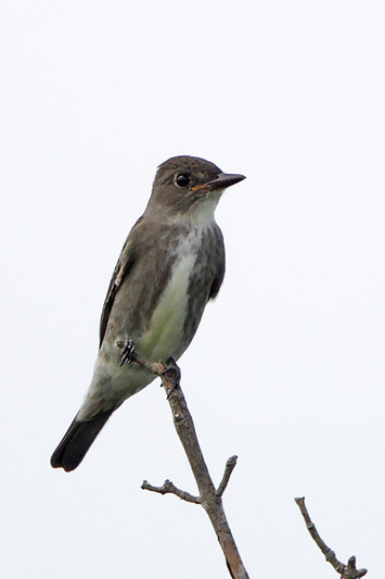 Olive-sided Flycatcher