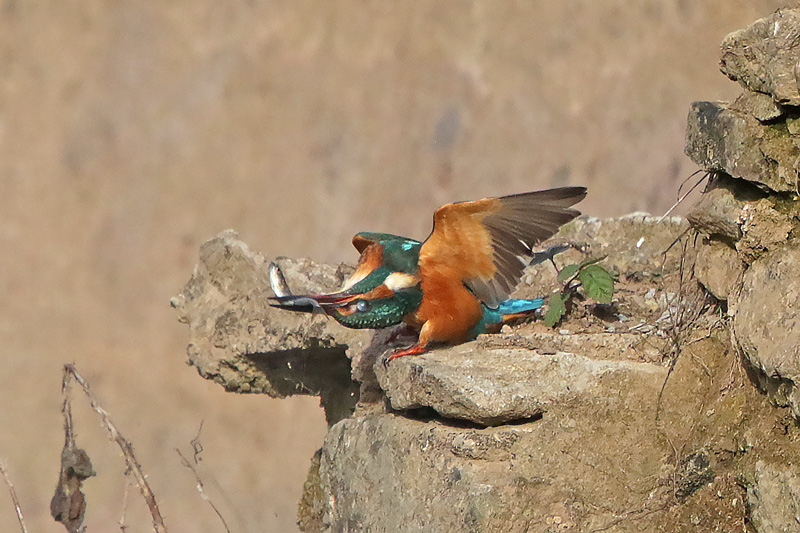 Common Kingfisher