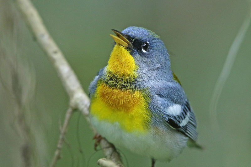 Northern Parula