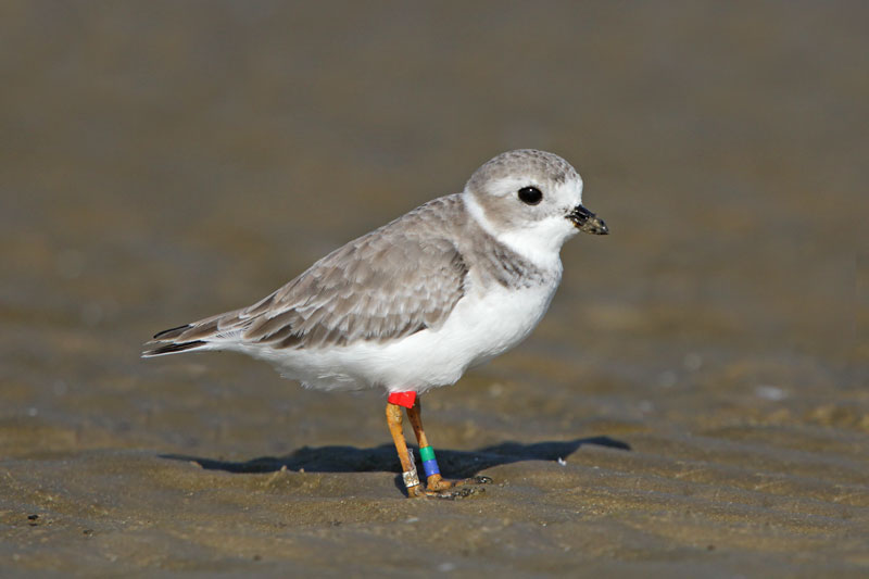 Piping Plover