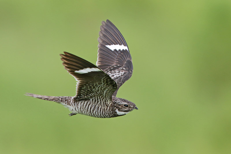 Common Nighthawk