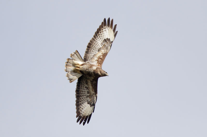 Common Buzzard