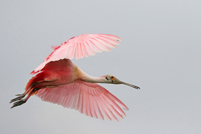 Roseate Spoonbill