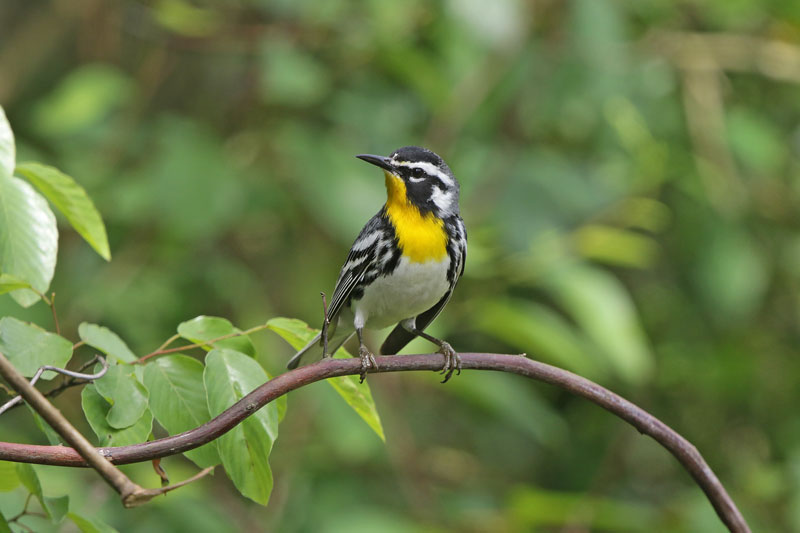 Yellow-throated Warbler