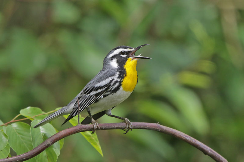 Yellow-throated Warbler