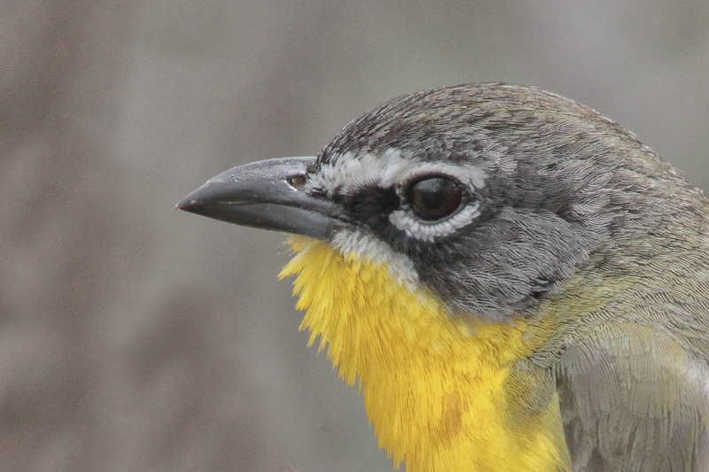 Yellow-breasted Chat