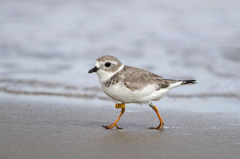 Piping Plover