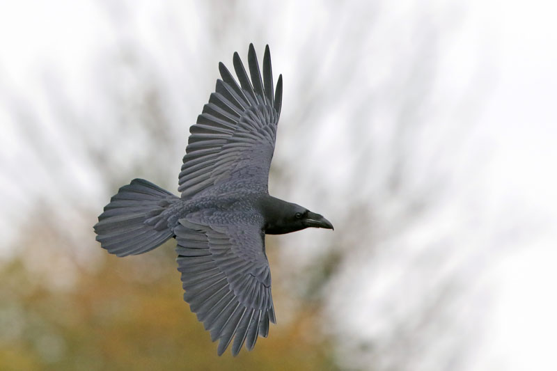 Common Raven