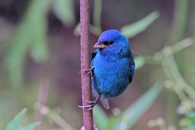 Indigo Bunting
