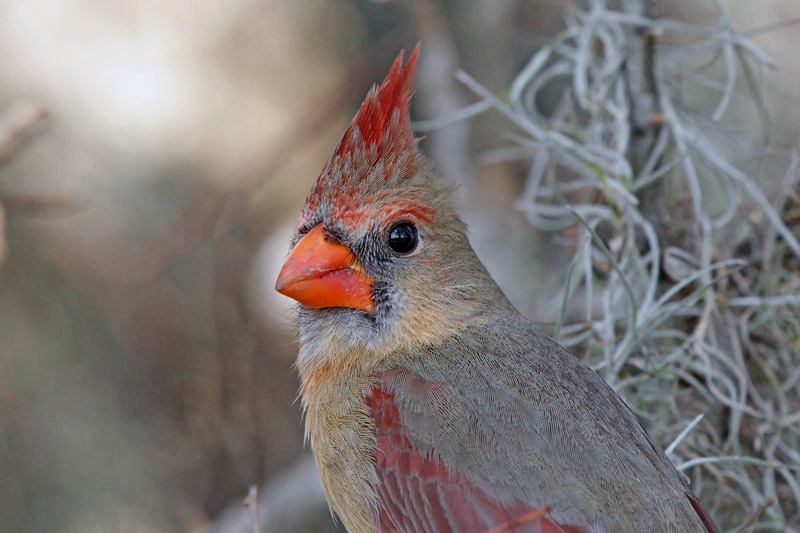 Northern Cardinal