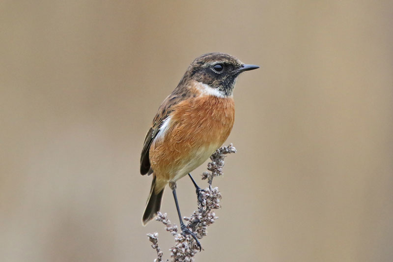 European Stonechat