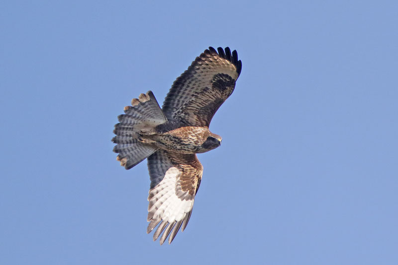 Common Buzzard