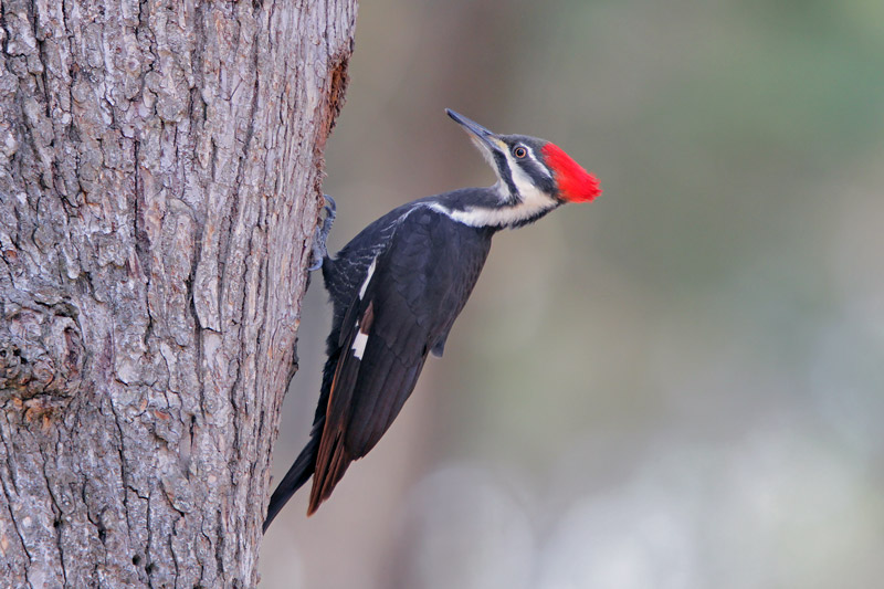 Pileated Woodpecker