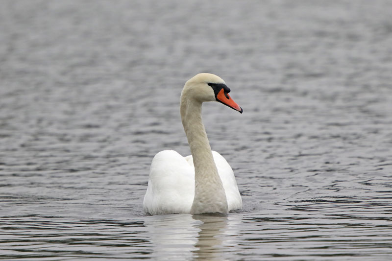 Mute Swan 