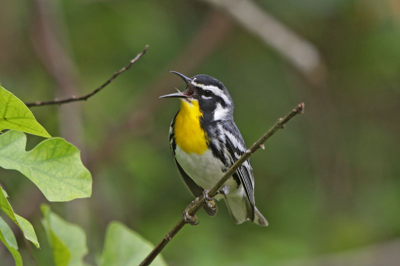 Yellow-throated Warbler