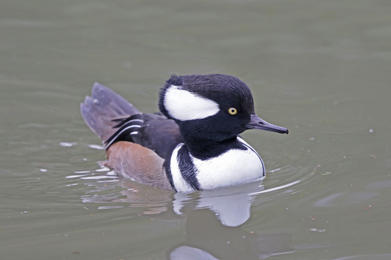 Hooded Merganser