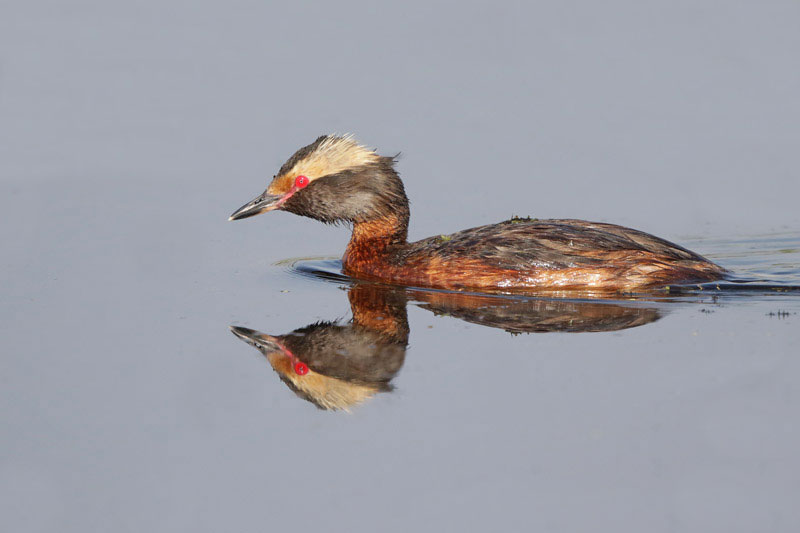 Horned Grebe