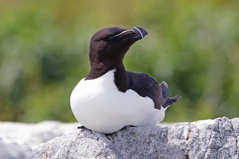 Razorbill