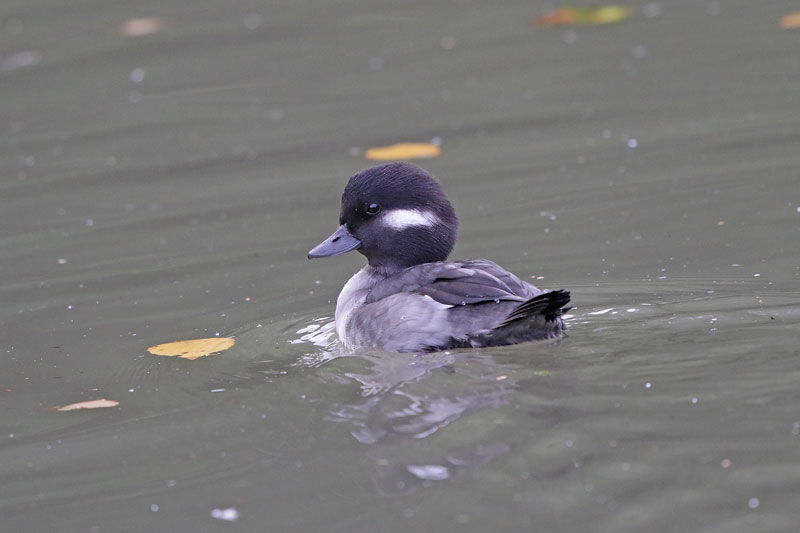 Bufflehead