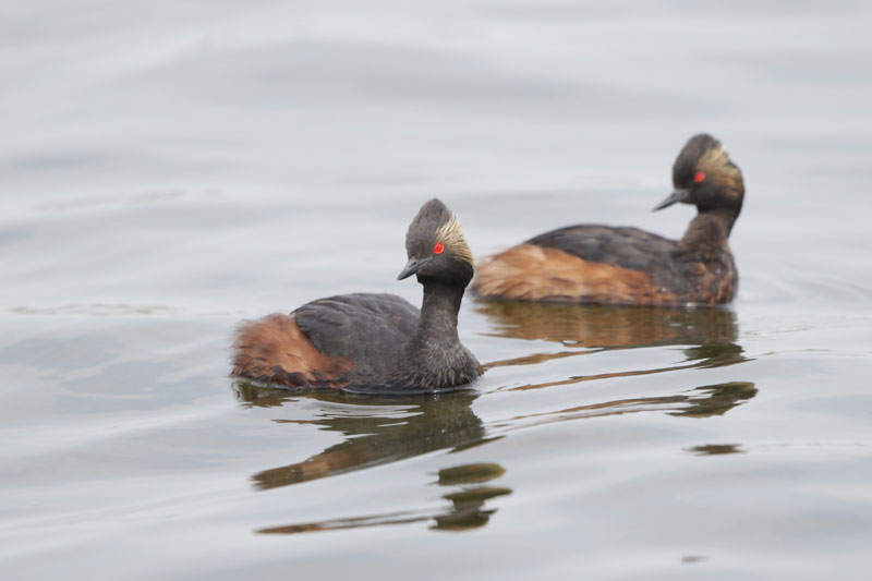Eared Grebe