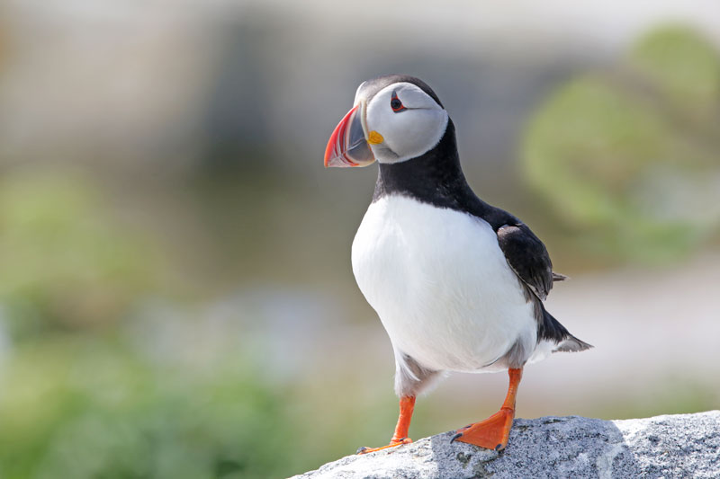 Atlantic Puffin