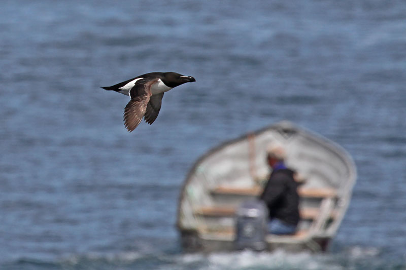 Razorbill