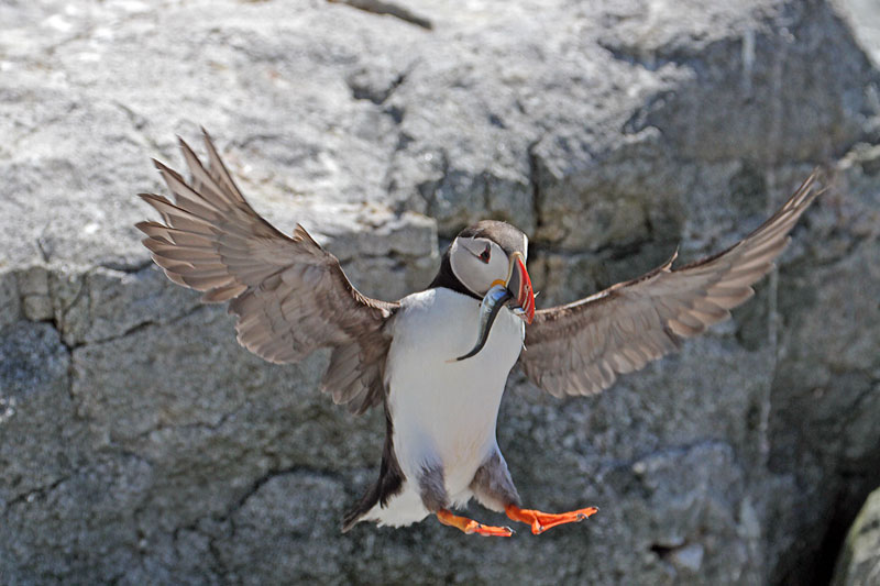 Atlantic Puffin