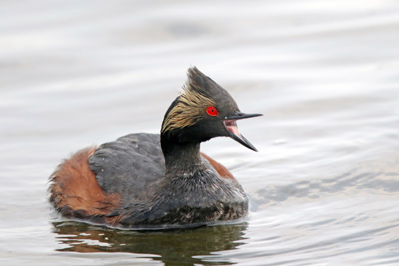 Eared Grebe