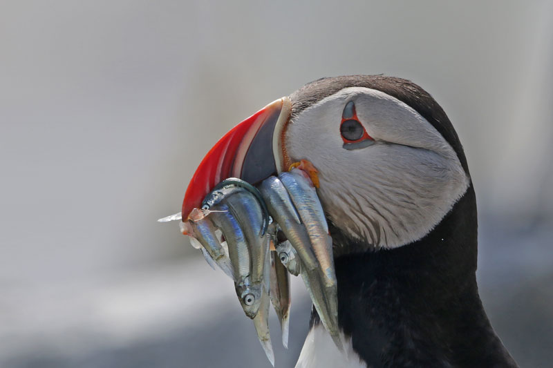 Atlantic Puffin