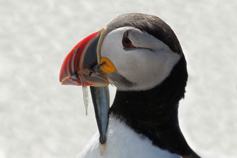 Atlantic Puffin