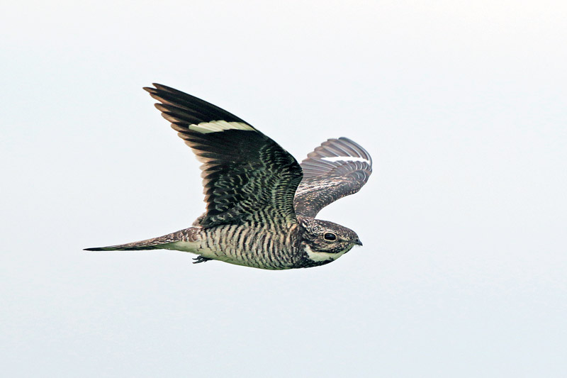 Common Nighthawk