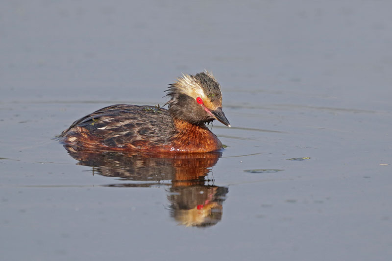 Horned Grebe