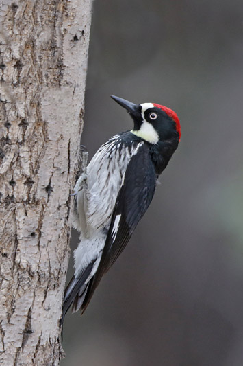 Acorn Woodpecker