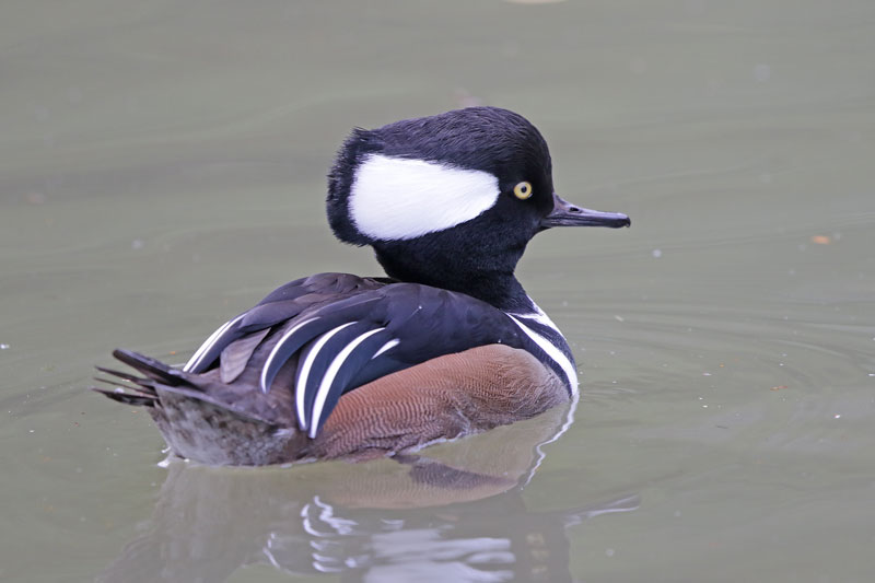 Hooded Merganser