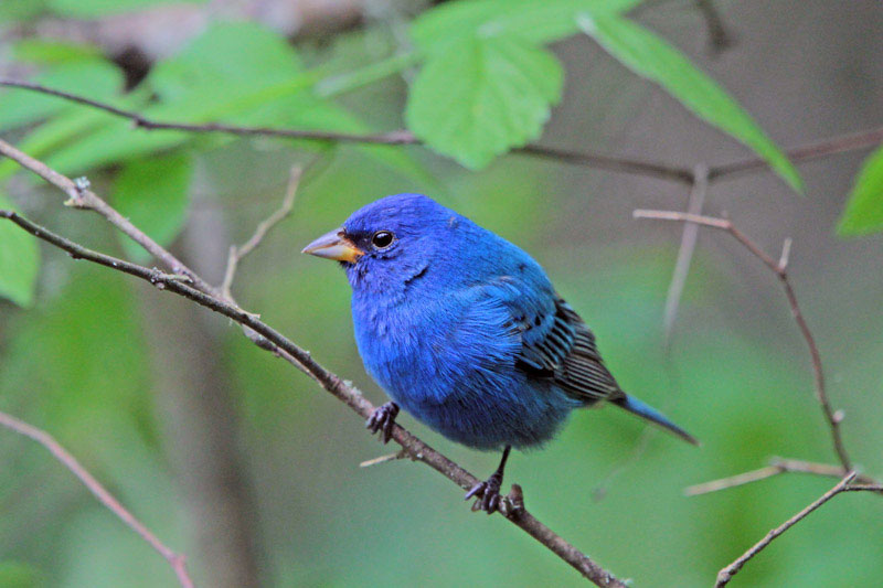 Indigo Bunting