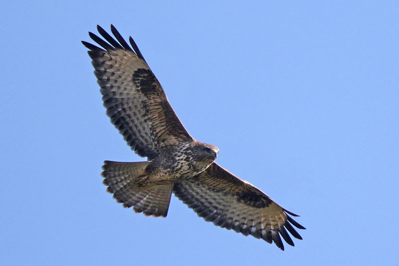 Common Buzzard