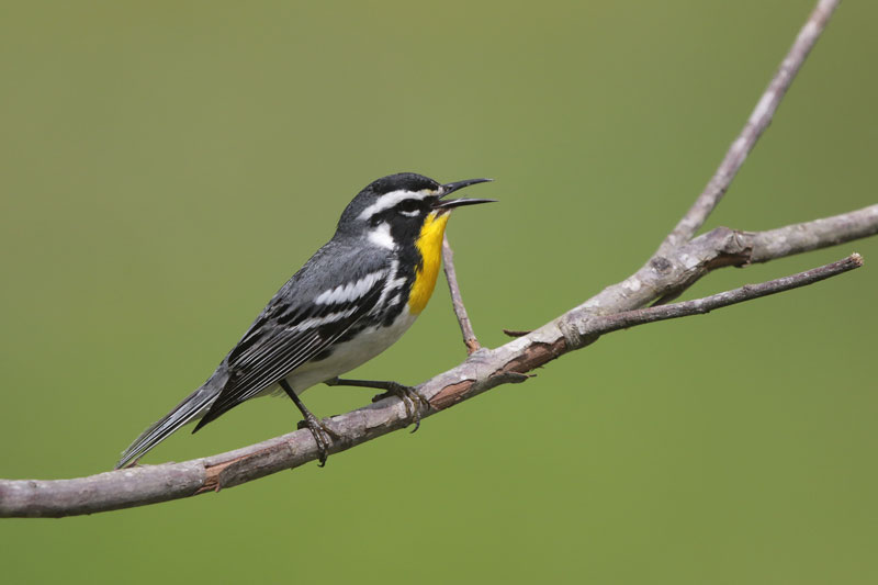 Yellow-throated Warbler