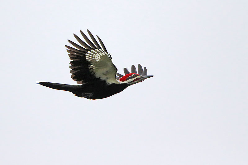 Pileated Woodpecker