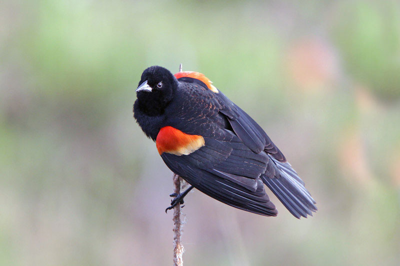 Red-winged Blackbird