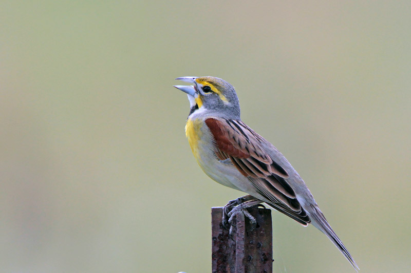 Dickcissel