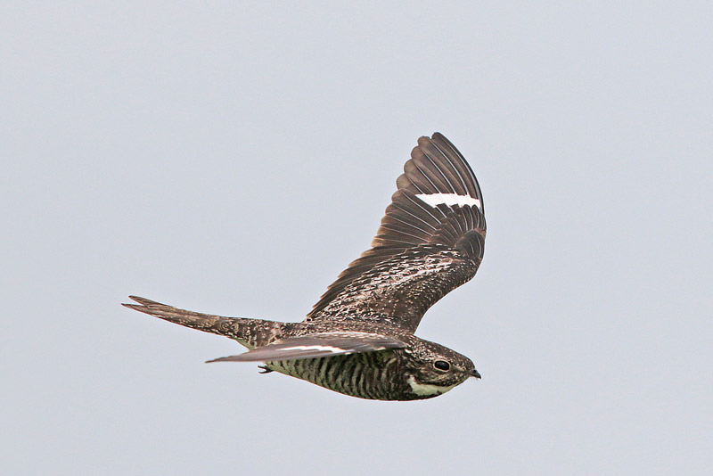 Common Nighthawk