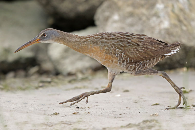 Clapper Rail