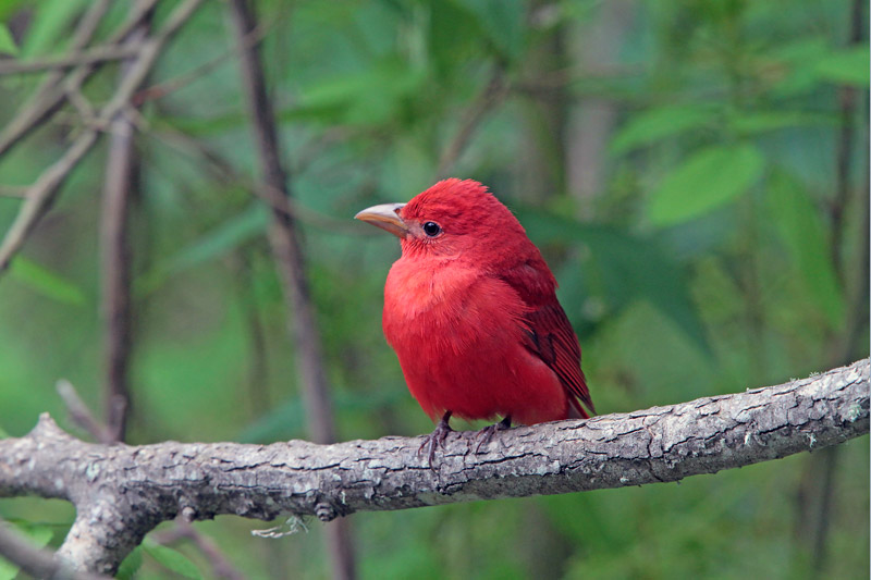 Summer Tanager