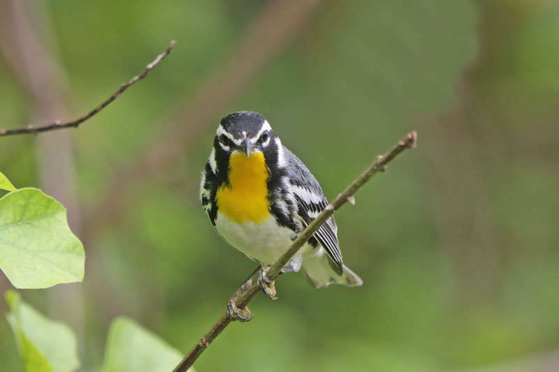 Yellow-throated Warbler