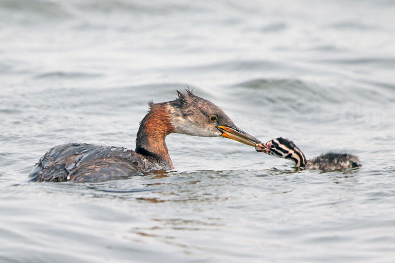 Red-necked Grebe