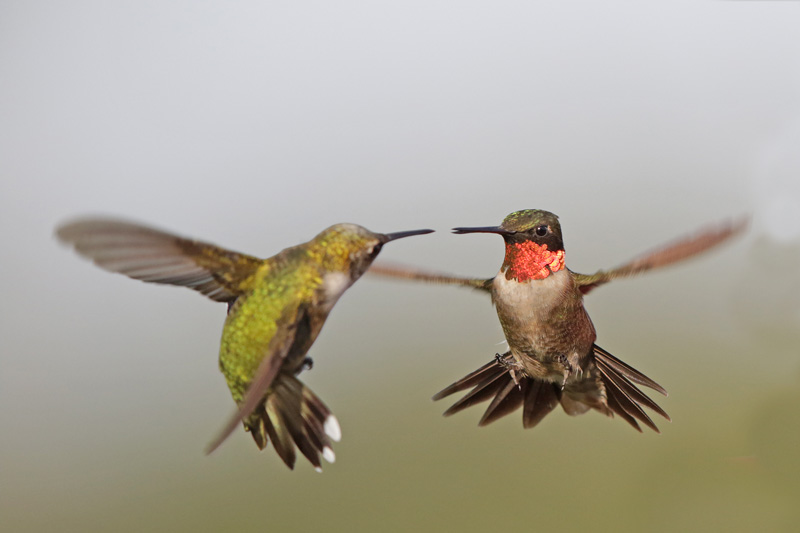 Ruby-throated Hummingbird